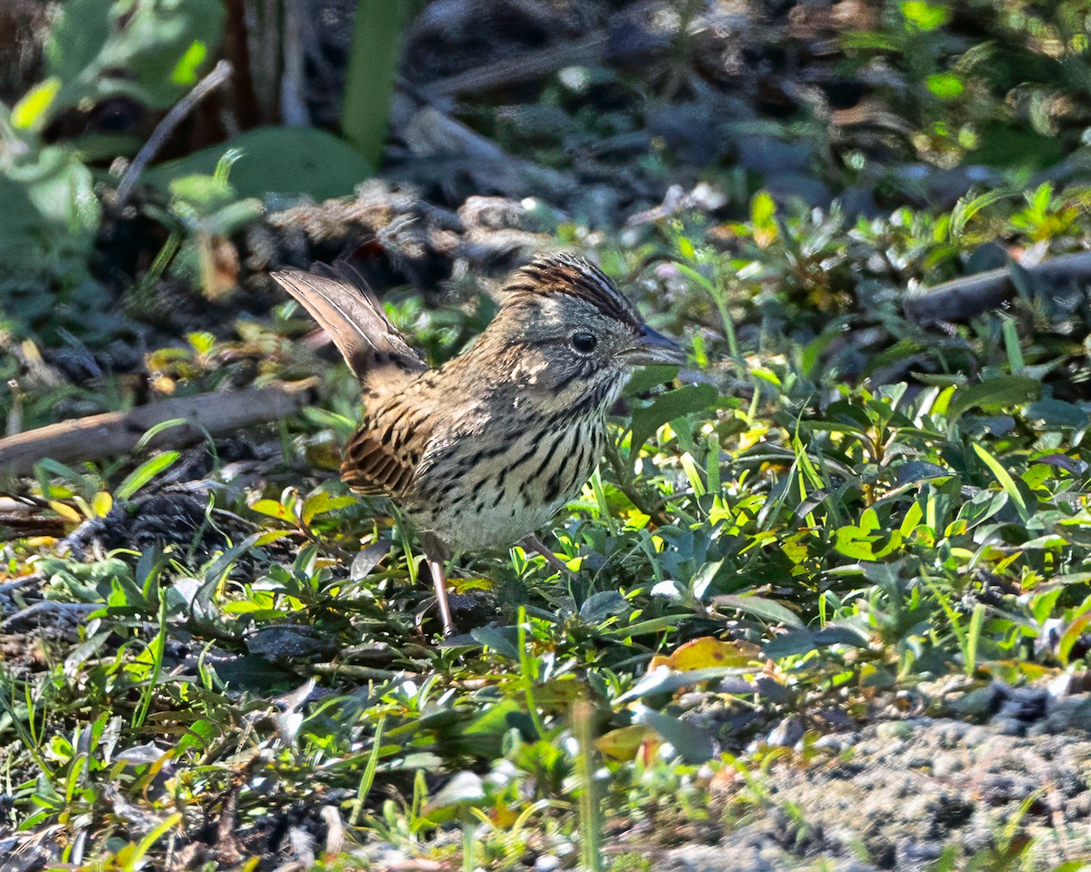 Lincoln's Sparrow - ML645372073