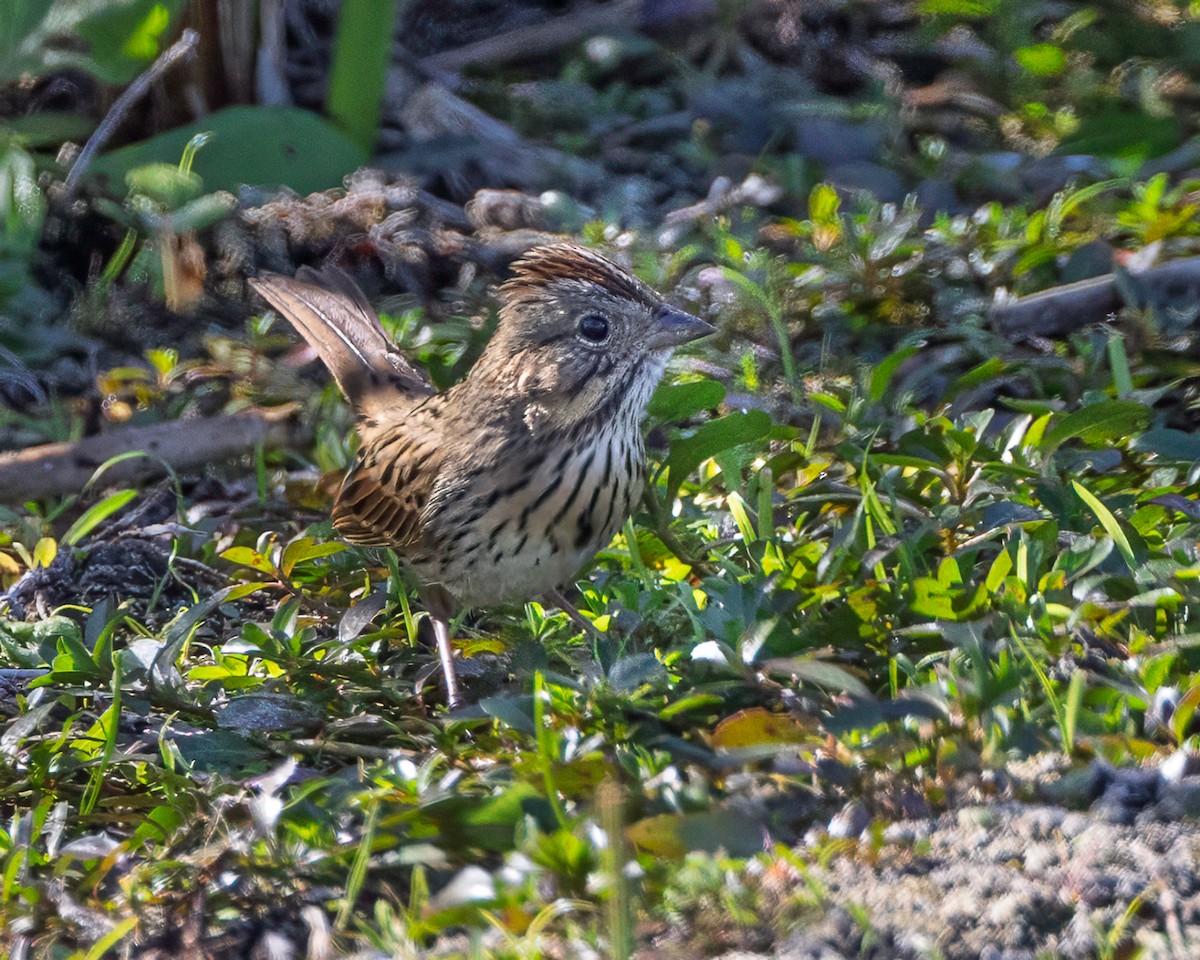 Lincoln's Sparrow - ML645372074