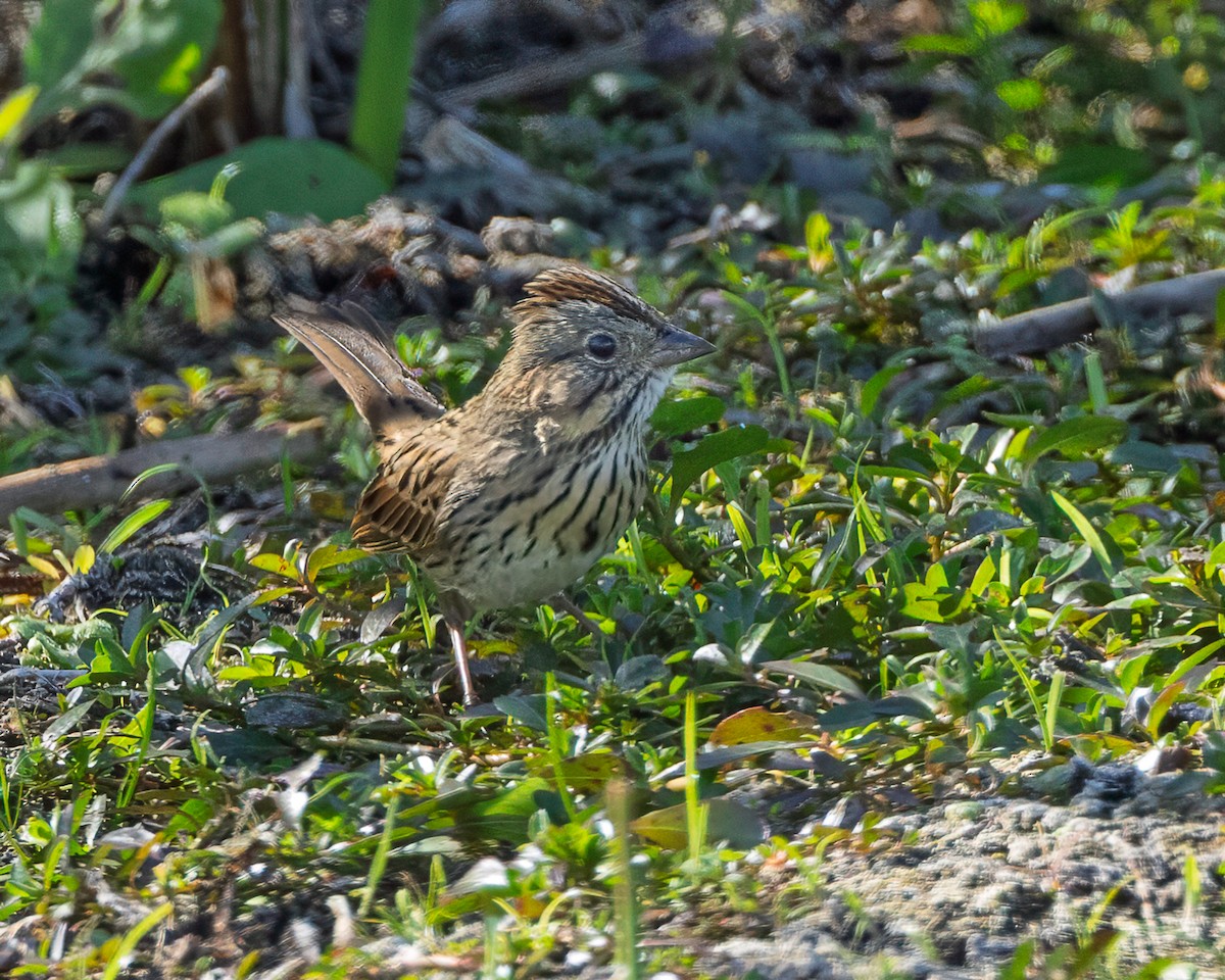 Lincoln's Sparrow - ML645372075
