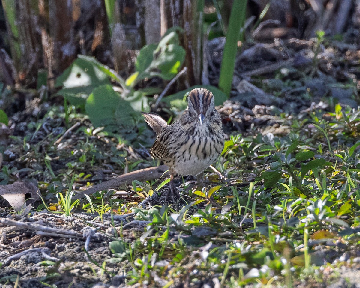 Lincoln's Sparrow - ML645372076