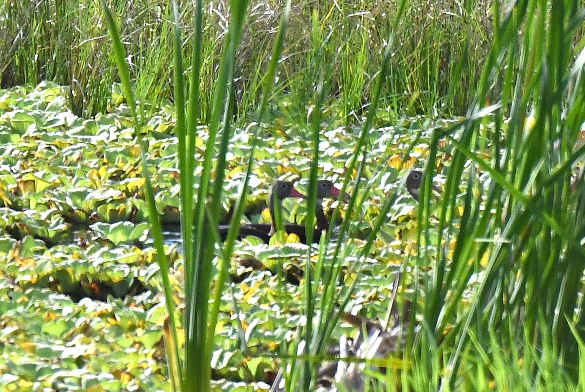 Black-bellied Whistling-Duck - ML645372083