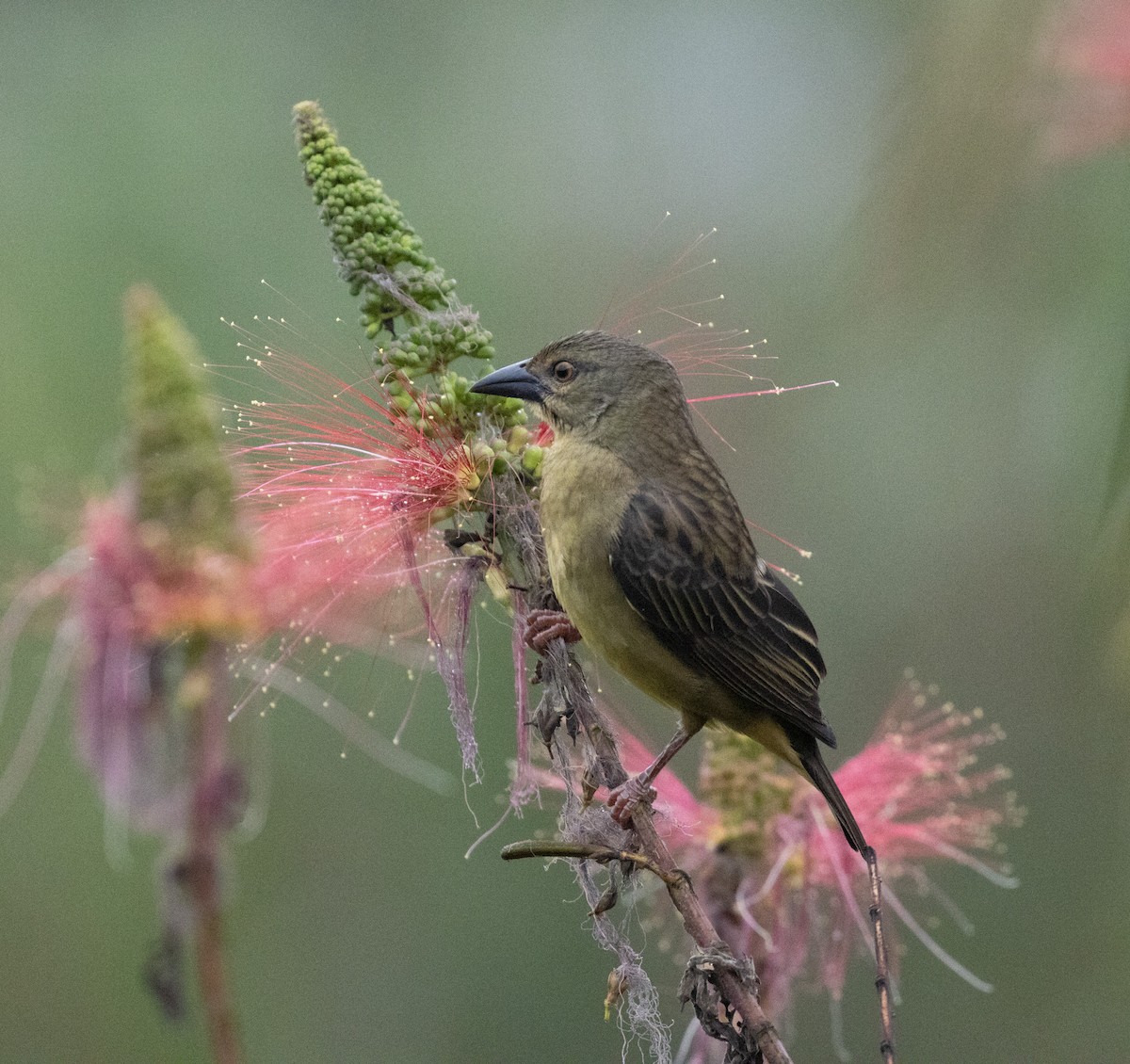 Vieillot's Black Weaver - ML645372088