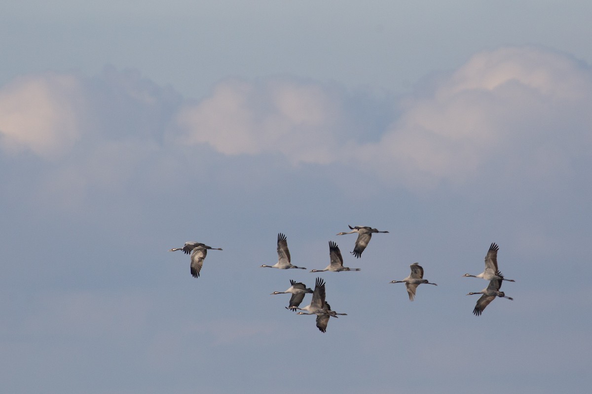 Common Crane - ML645372094