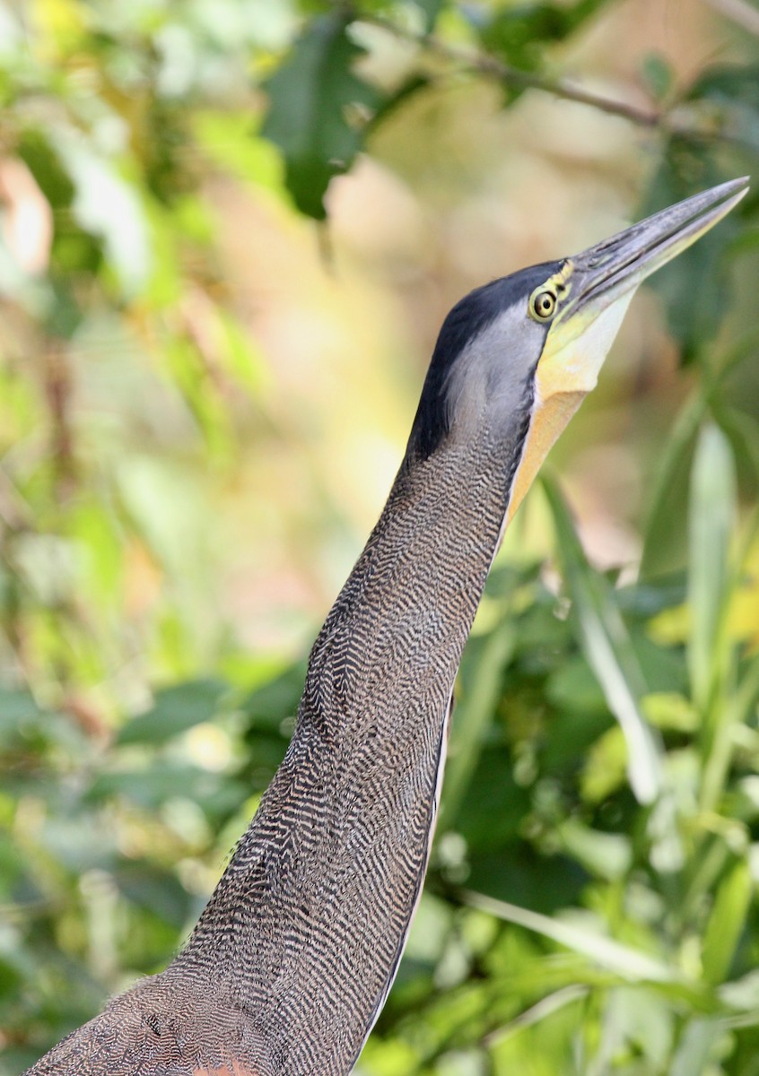 Bare-throated Tiger-Heron - ML645372113