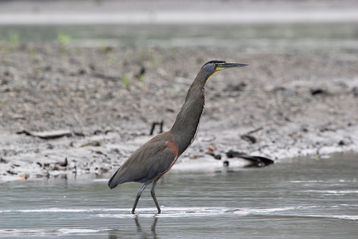Bare-throated Tiger-Heron - ML645372121