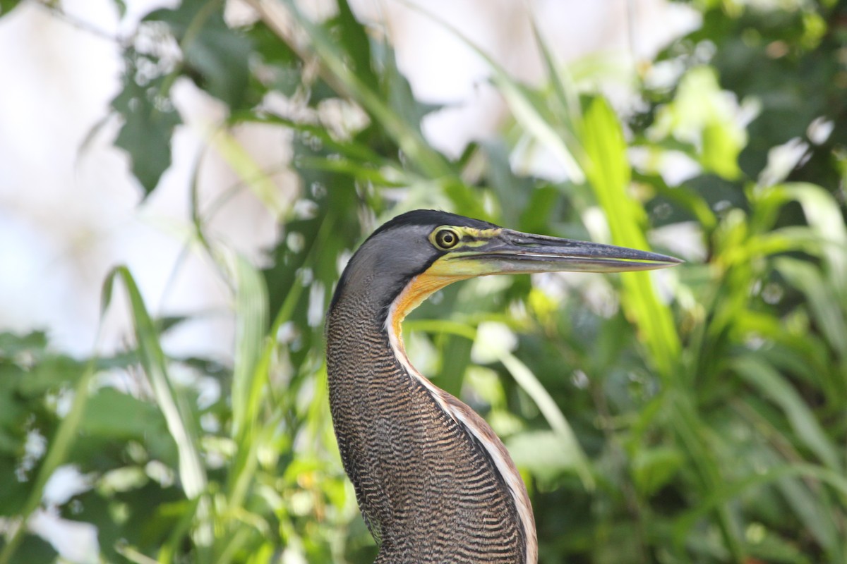 Bare-throated Tiger-Heron - ML645372122
