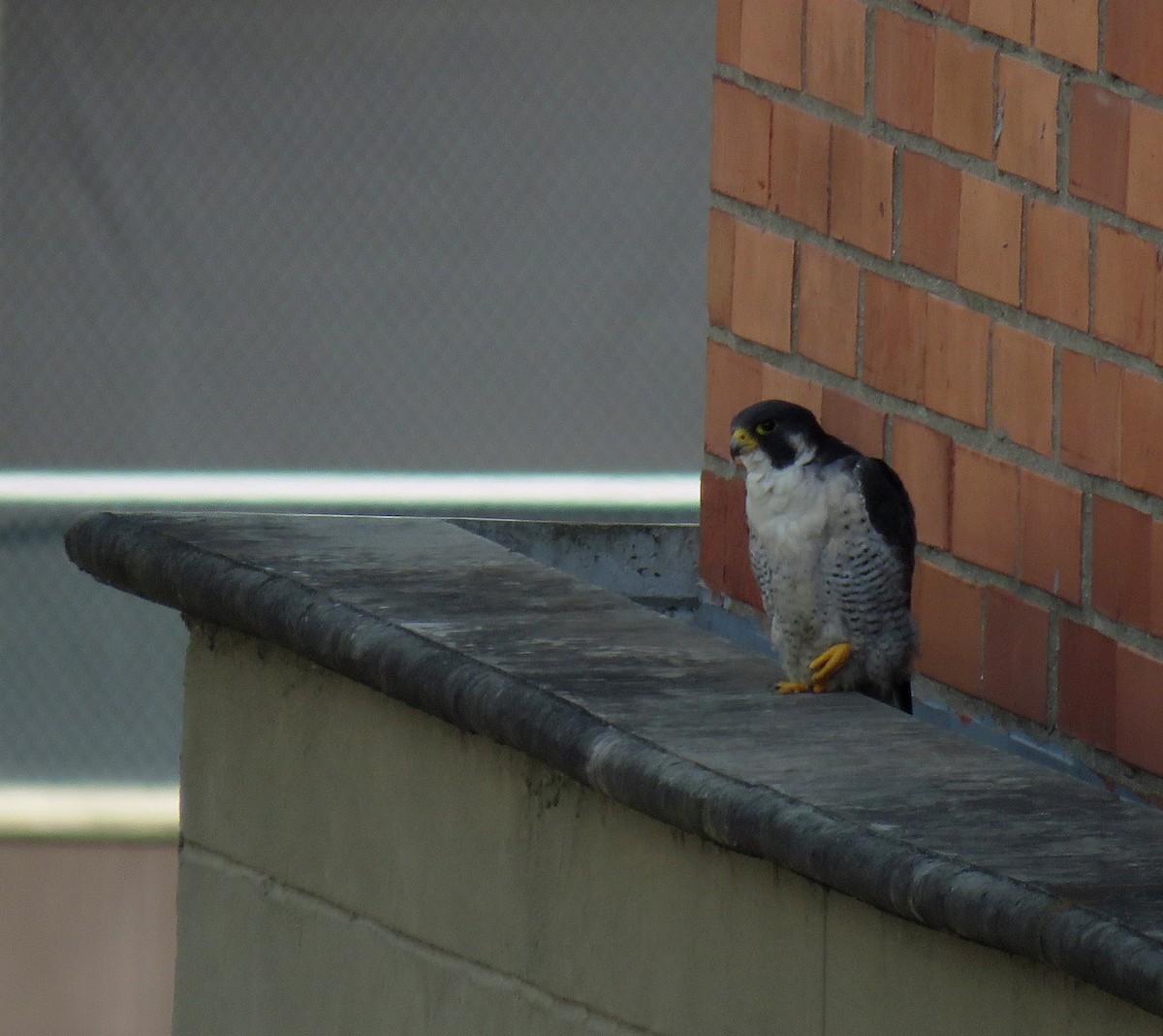 sokol stěhovavý - ML645372123