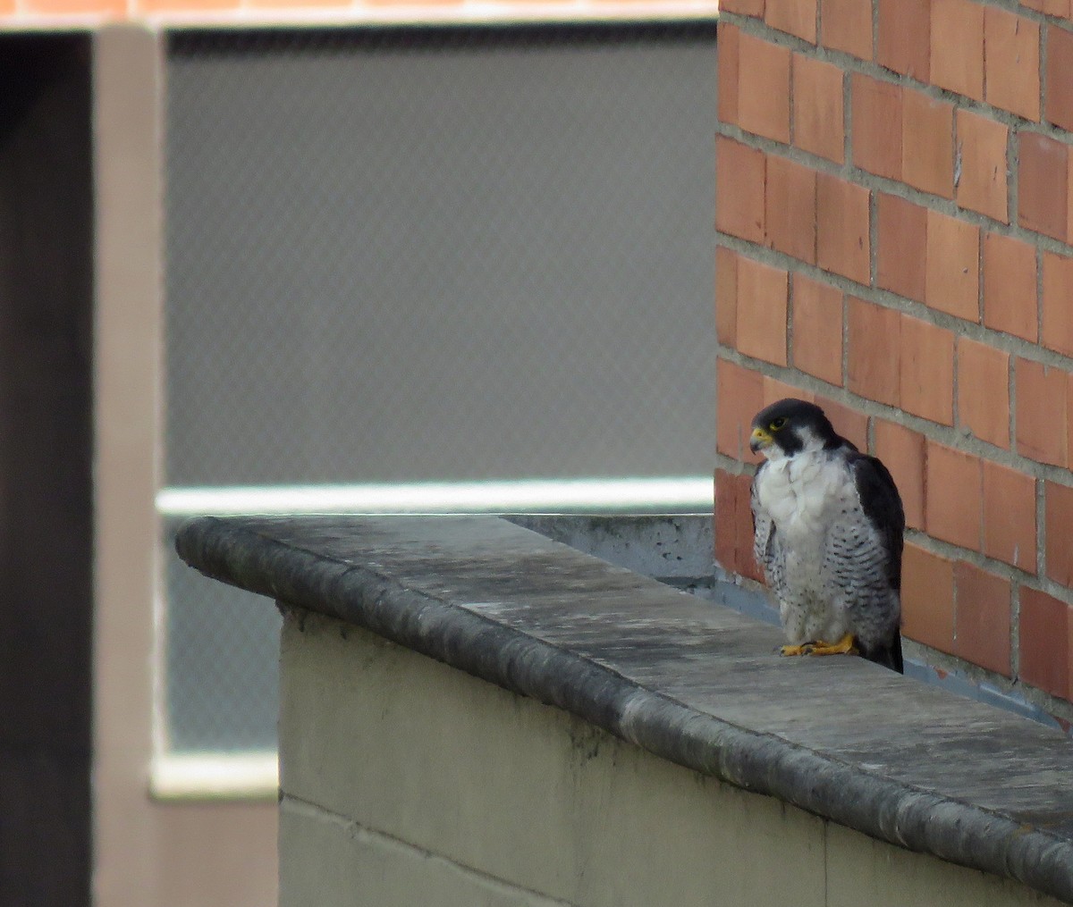 sokol stěhovavý - ML645372124