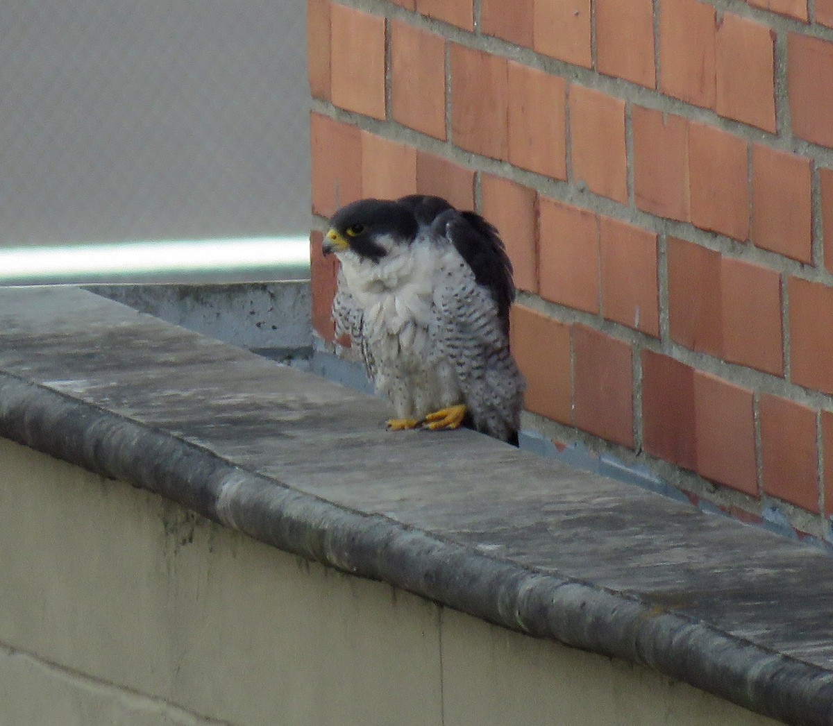 sokol stěhovavý - ML645372125