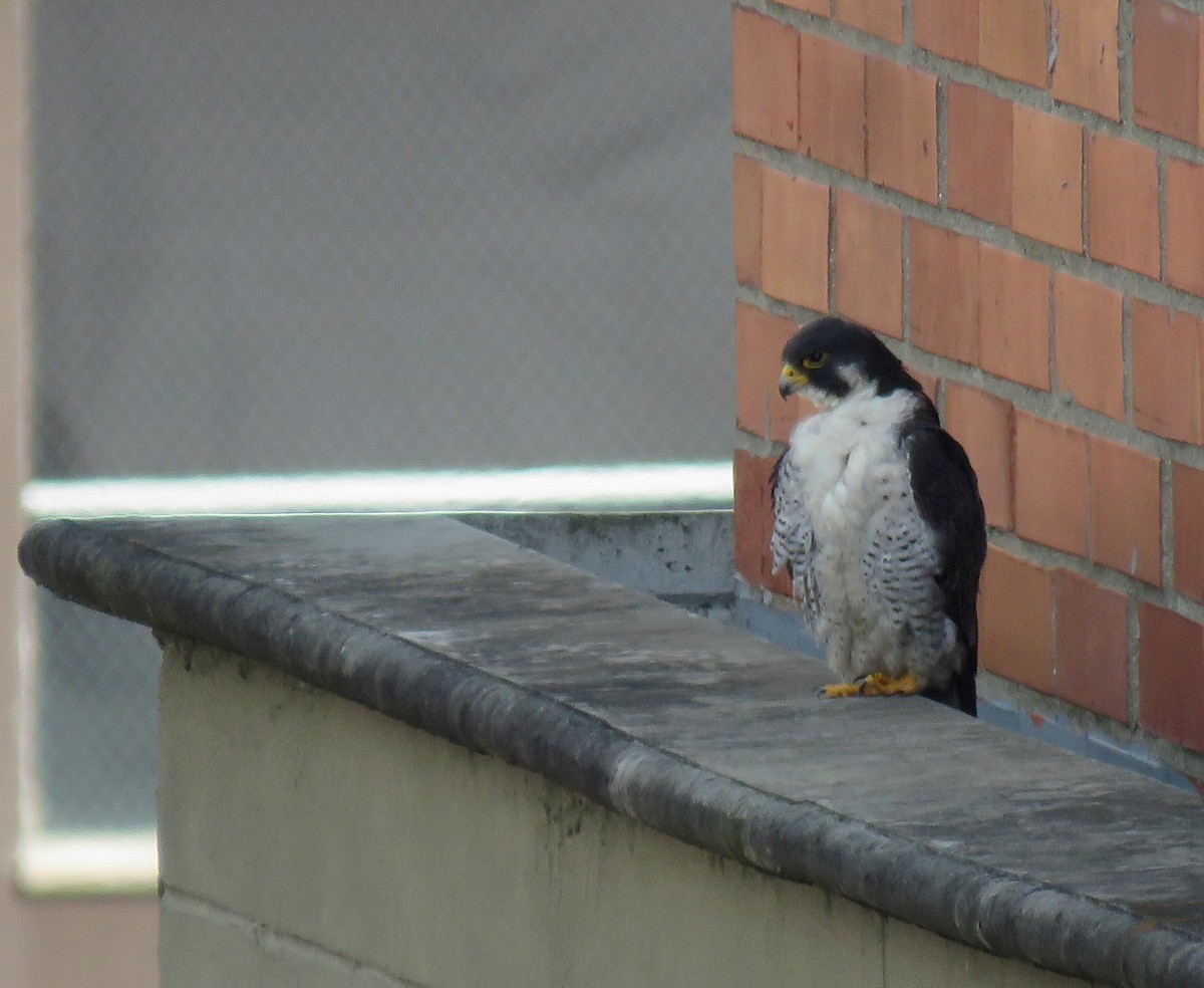 sokol stěhovavý - ML645372126