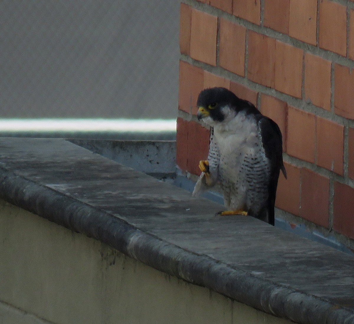 sokol stěhovavý - ML645372127