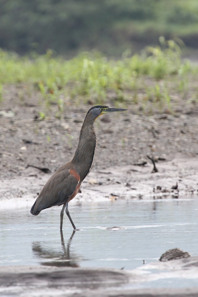 Bare-throated Tiger-Heron - ML645372128