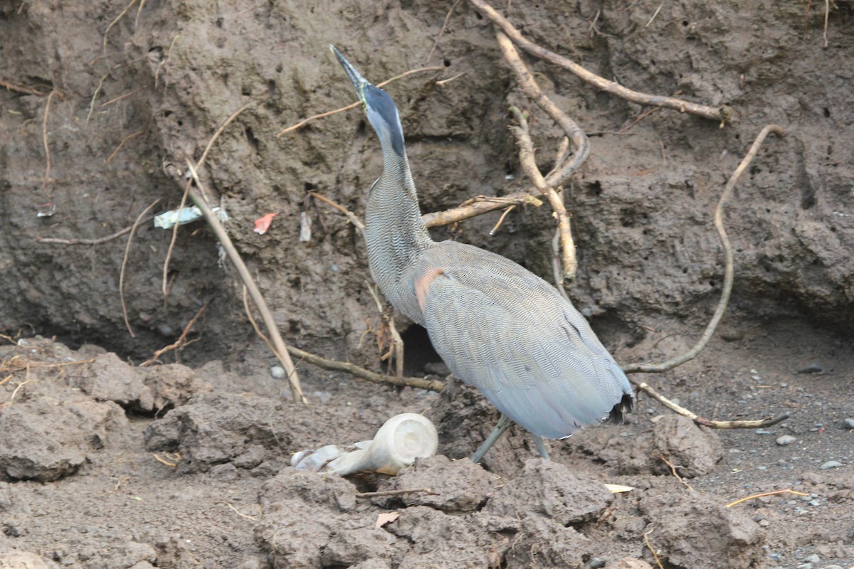 Bare-throated Tiger-Heron - ML645372129