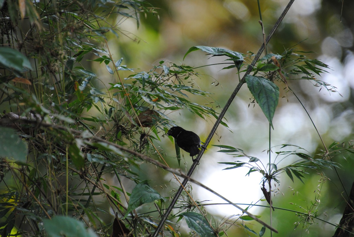 Variable Seedeater - ML645372133