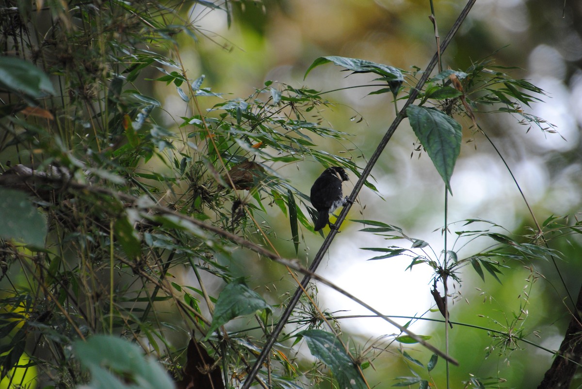 Variable Seedeater - ML645372134