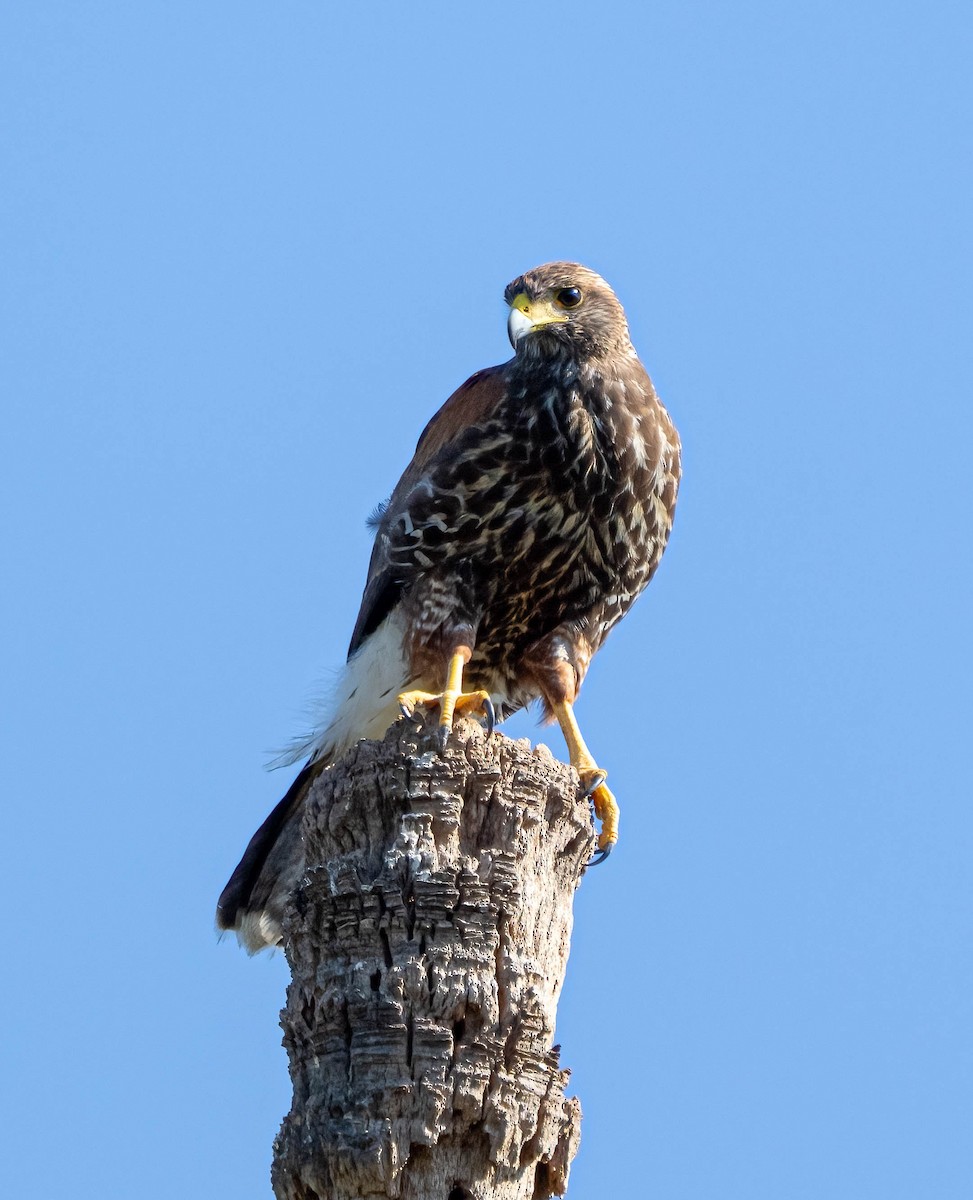 Harris's Hawk - ML645372135