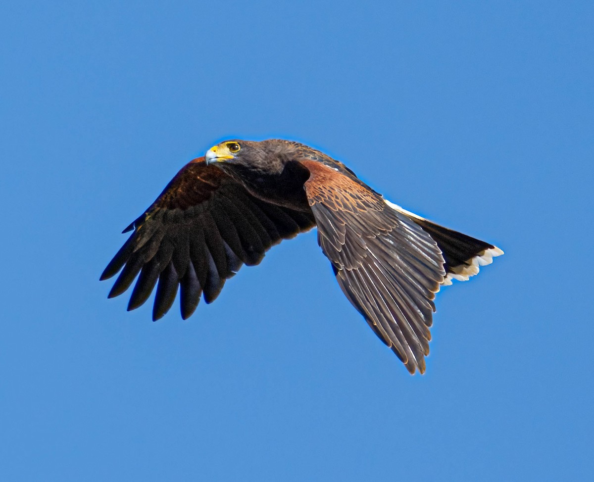 Harris's Hawk - ML645372136