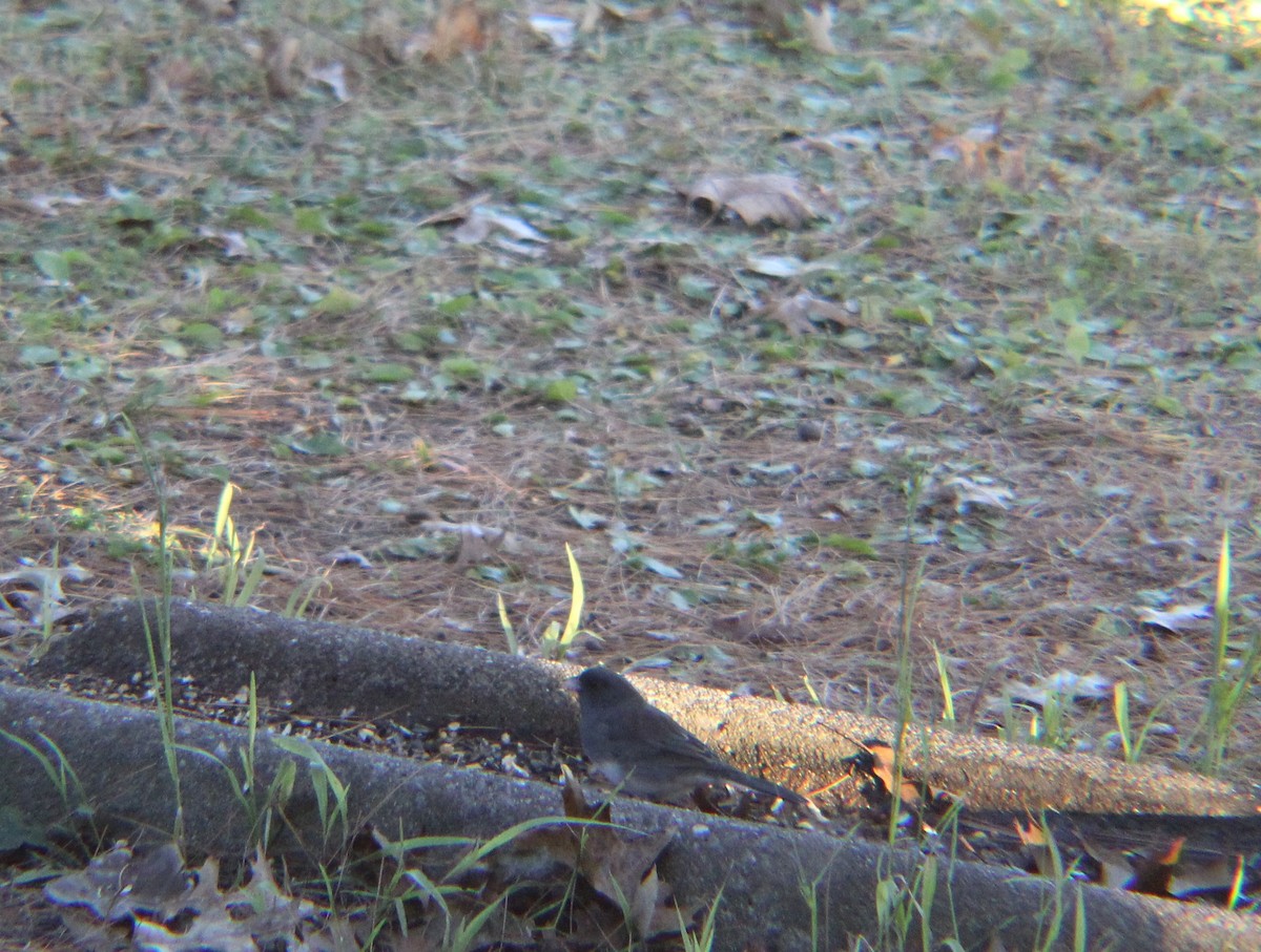 Dark-eyed Junco (Slate-colored) - ML645372140
