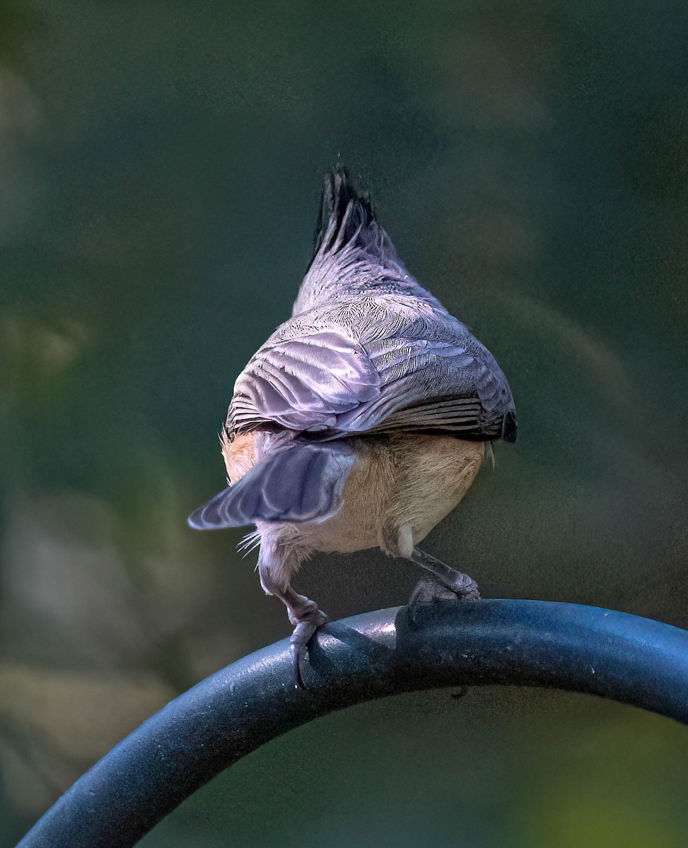 Black-crested Titmouse - ML645372143