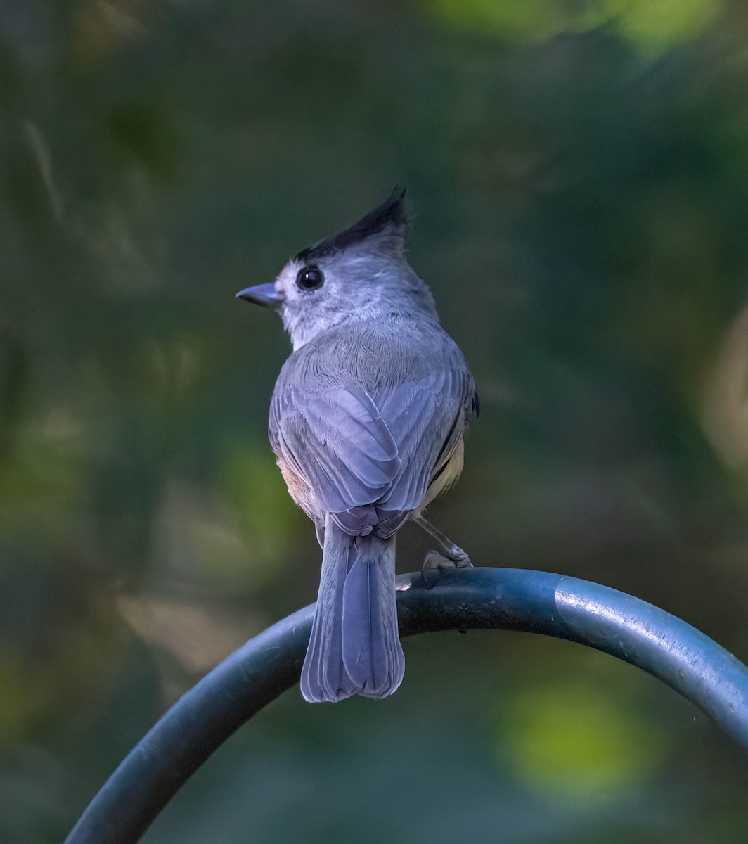 Black-crested Titmouse - ML645372144