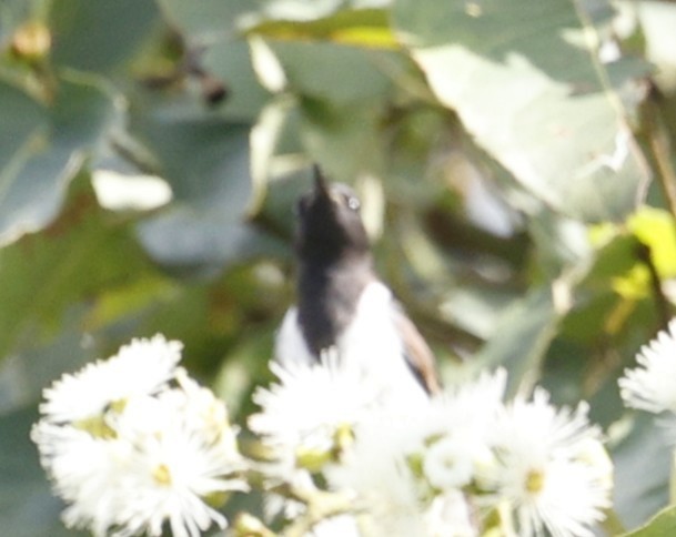 Black Honeyeater - ML645372145