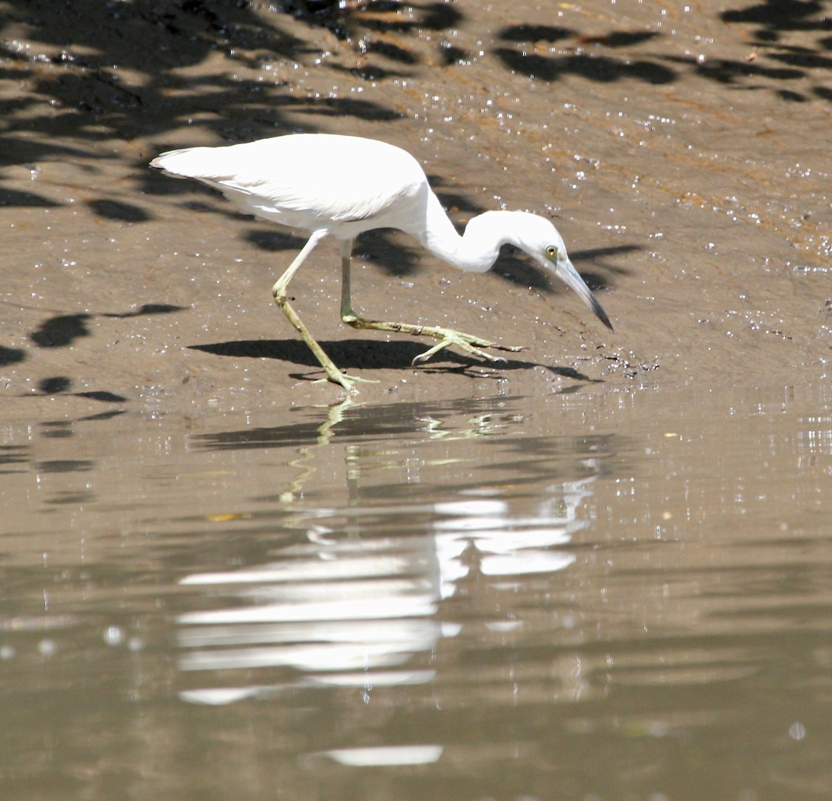 Little Blue Heron - ML645372148