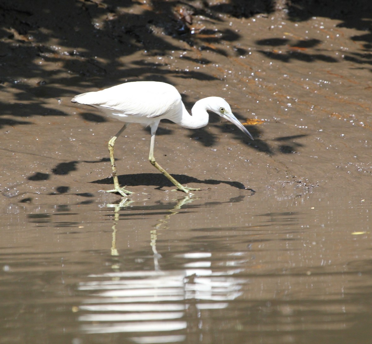 Little Blue Heron - ML645372149