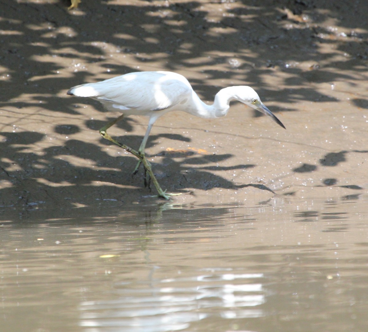 Little Blue Heron - ML645372150