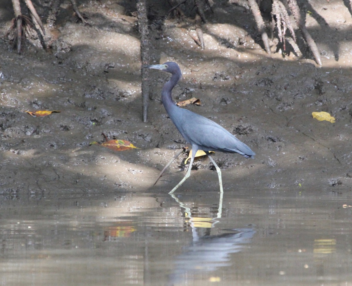 Little Blue Heron - ML645372151