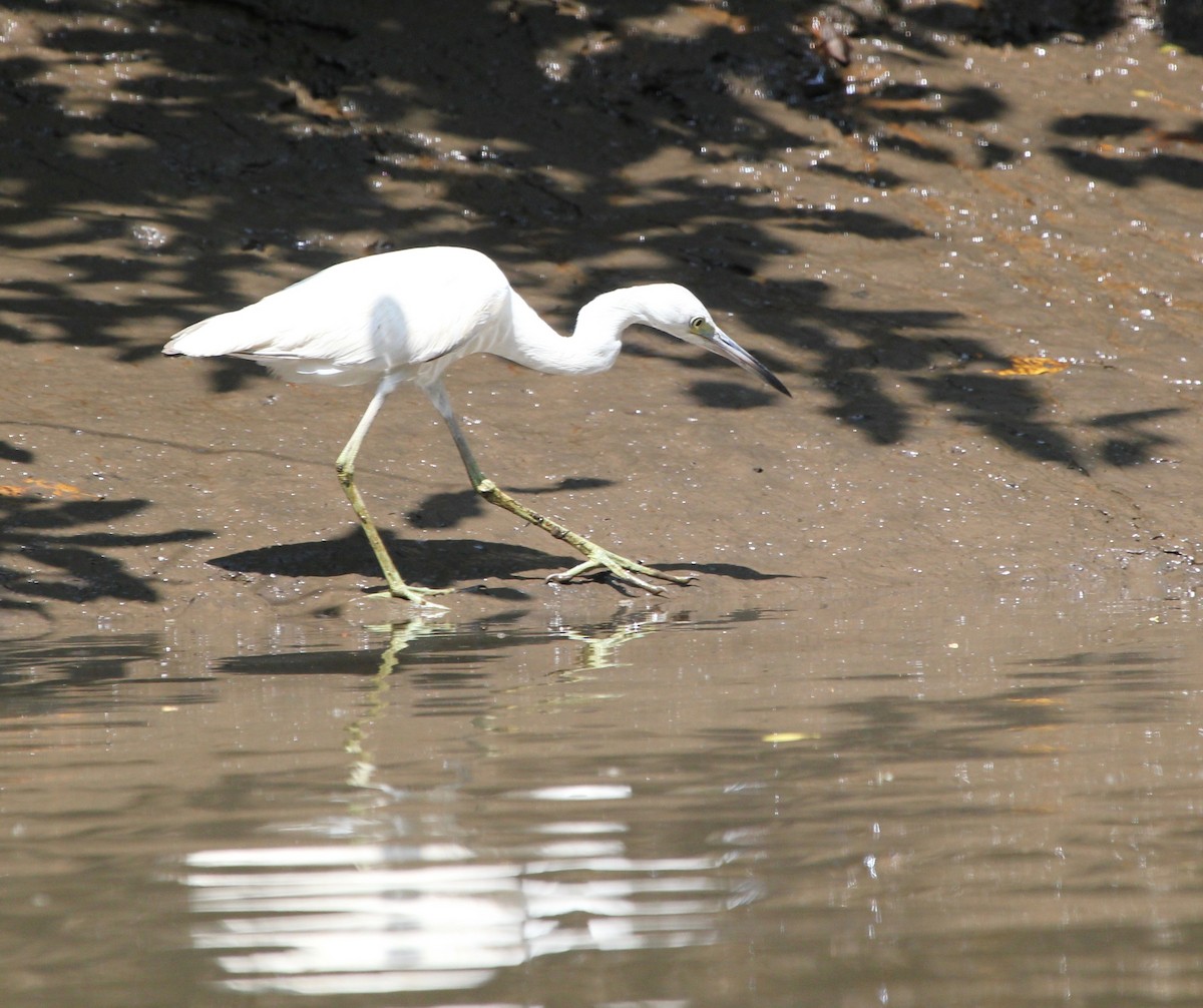 Little Blue Heron - ML645372153