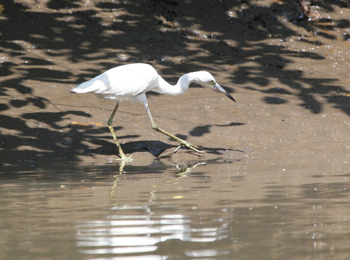 Little Blue Heron - ML645372154