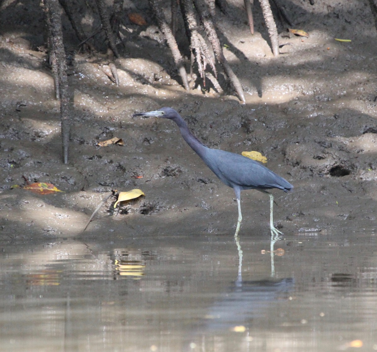 Little Blue Heron - ML645372155