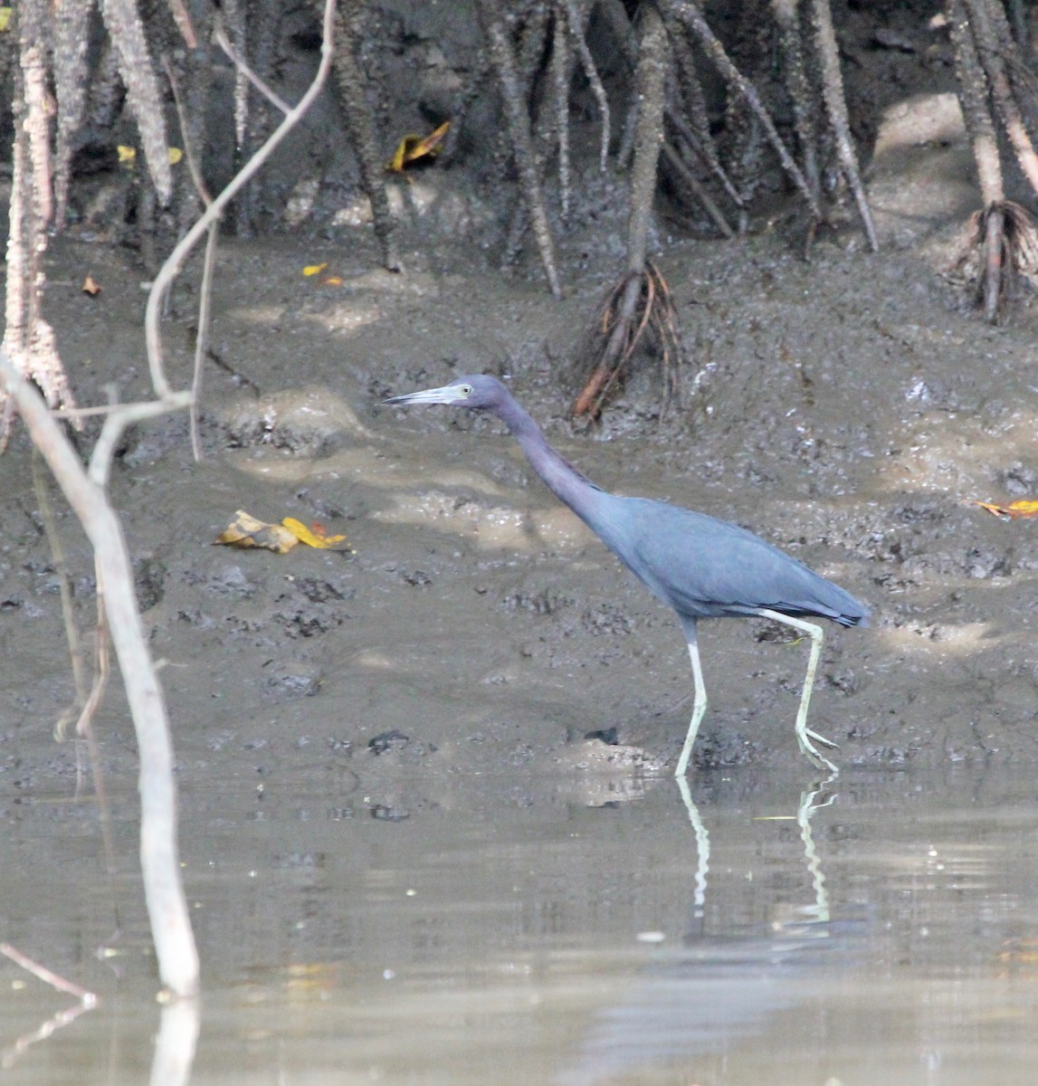 Little Blue Heron - ML645372156