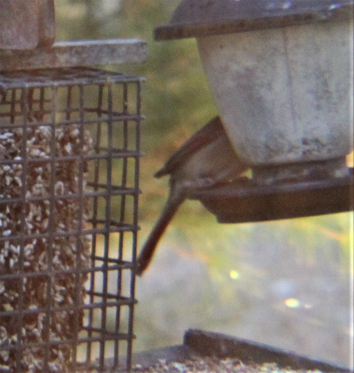 Northern Cardinal - ML645372160