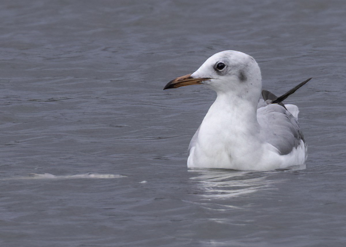 Gray-hooded Gull - ML645372161