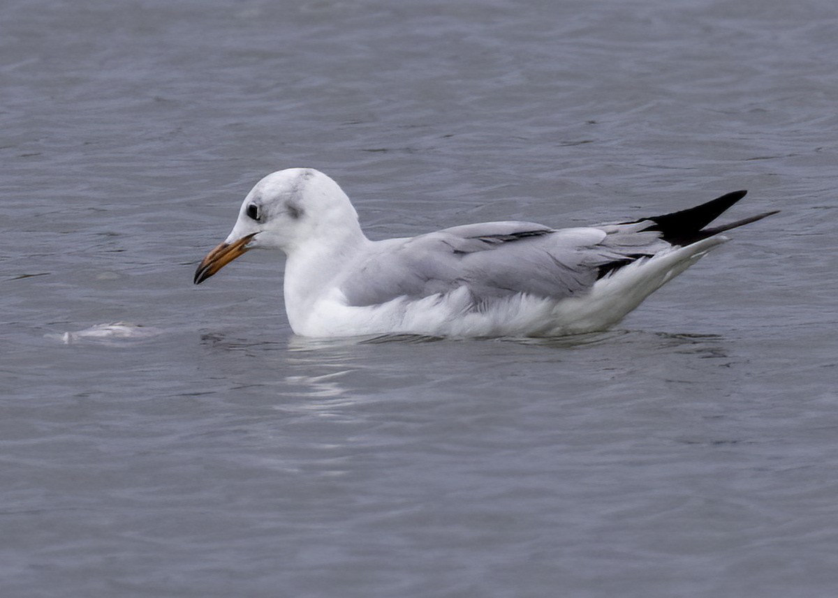 Gray-hooded Gull - ML645372162