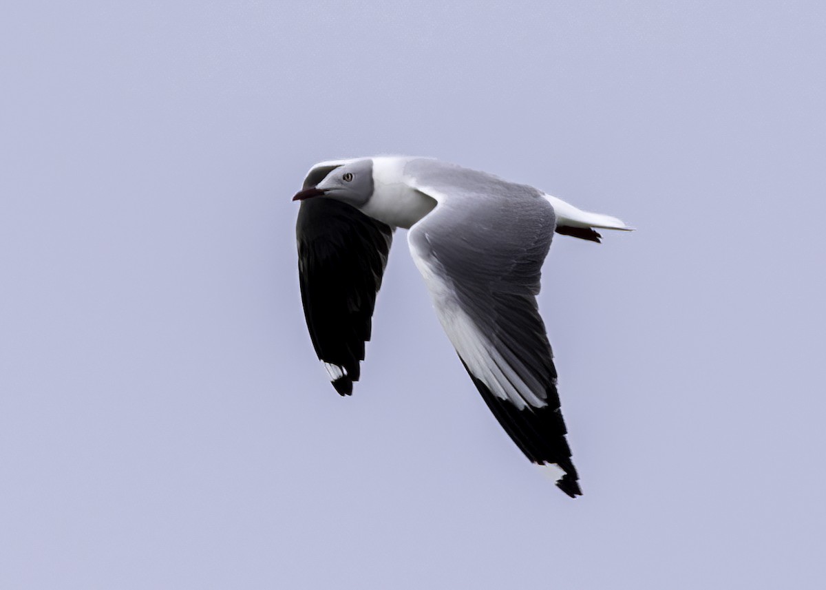 Gray-hooded Gull - ML645372163