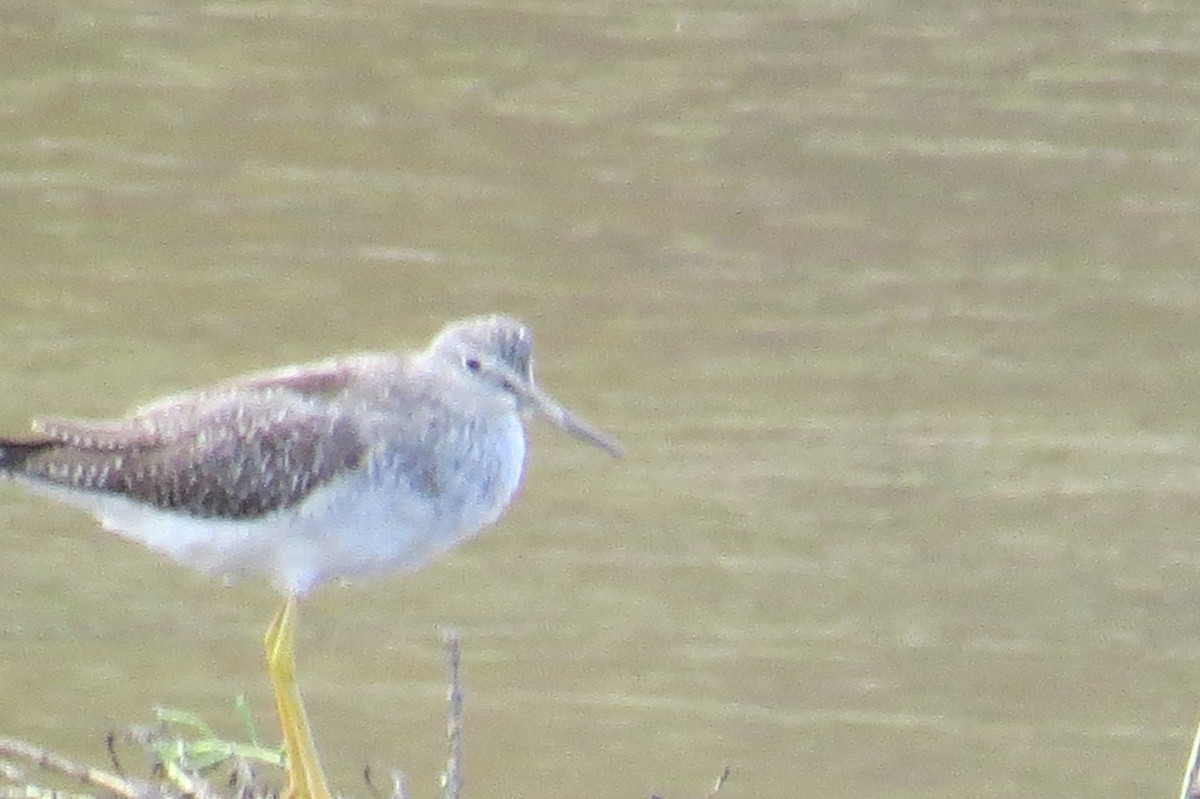 Greater Yellowlegs - ML645372165