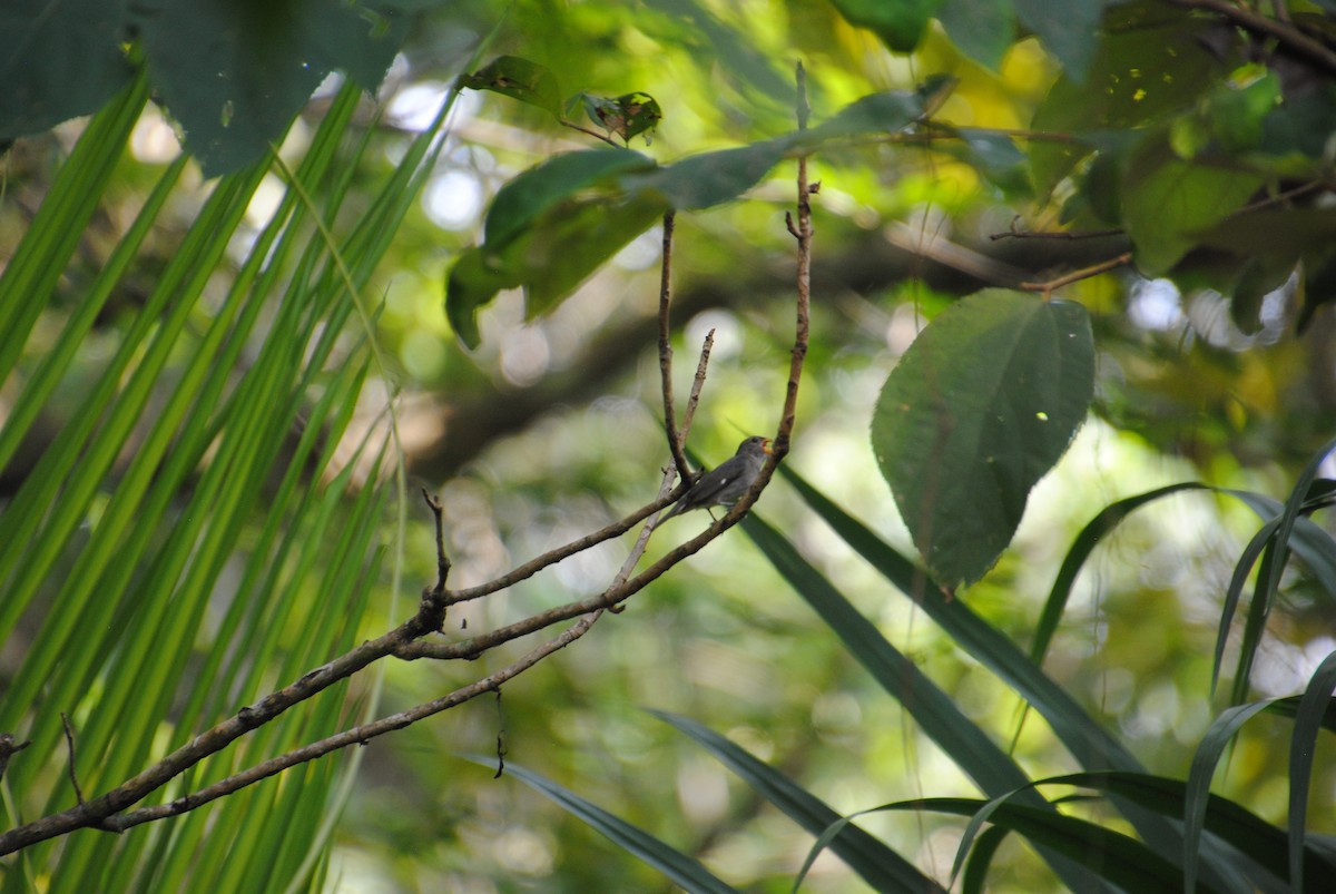 Semillero Pizarroso - ML645372166