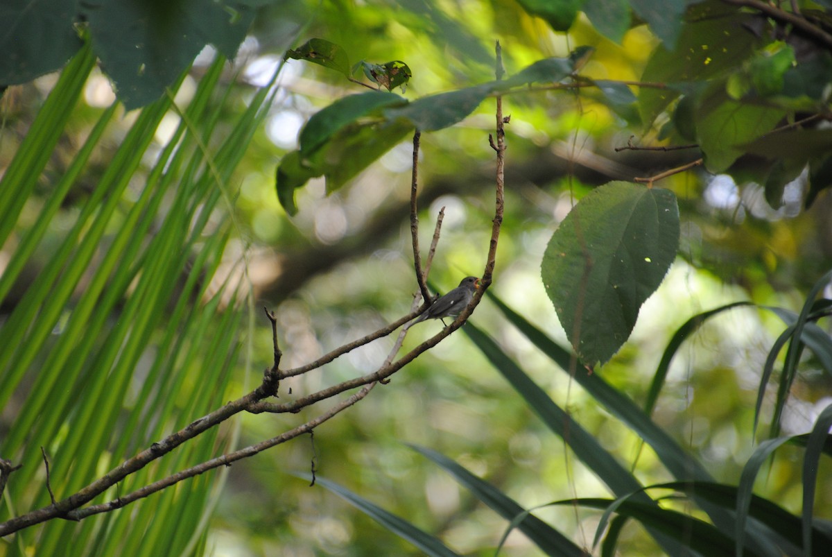 Semillero Pizarroso - ML645372167