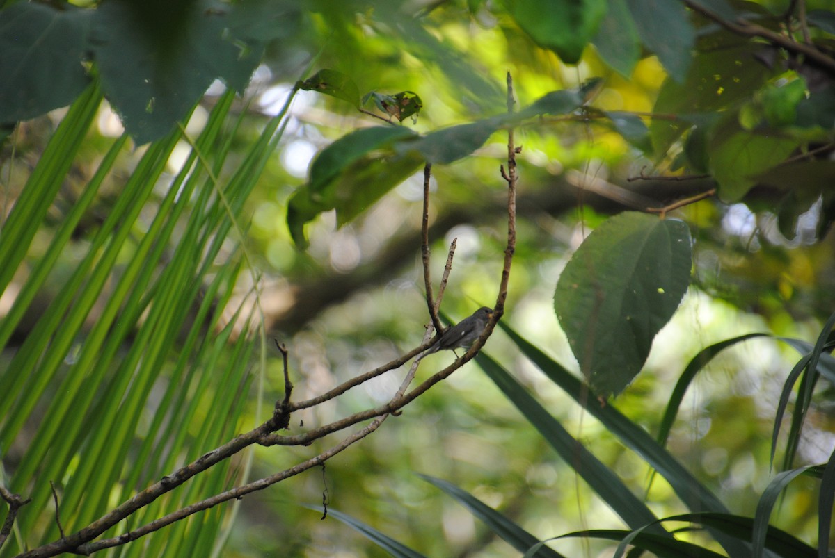 Semillero Pizarroso - ML645372168