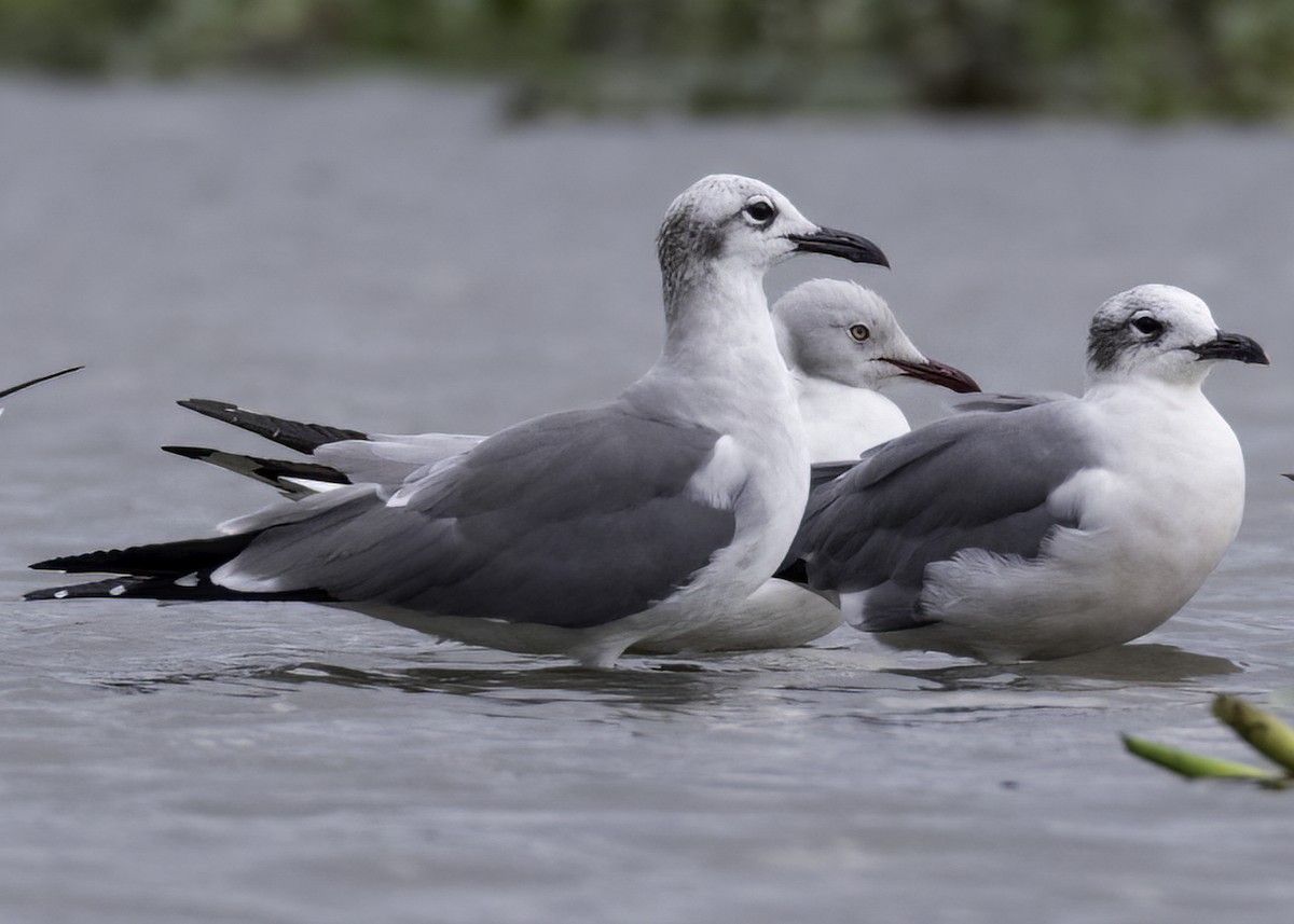 racek šedohlavý - ML645372174