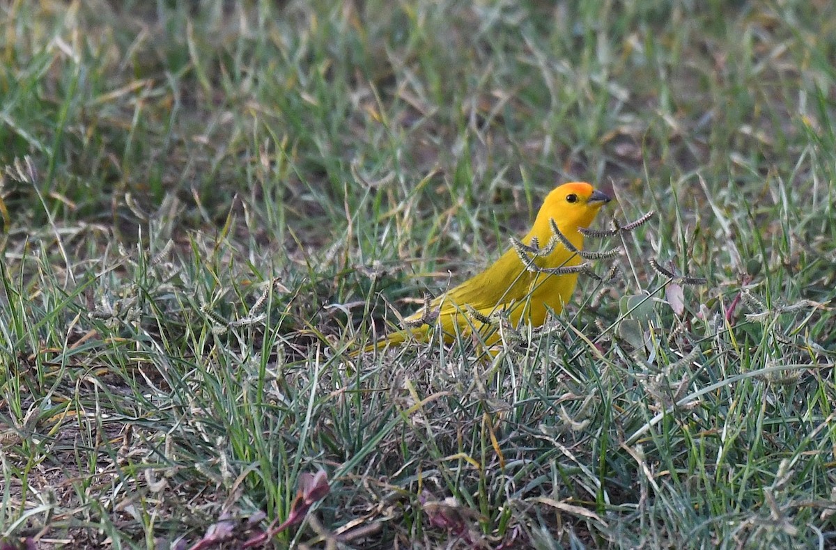 Saffron Finch (Saffron) - ML645372176