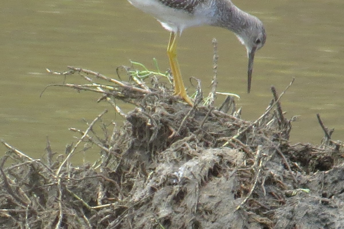 Greater Yellowlegs - ML645372187