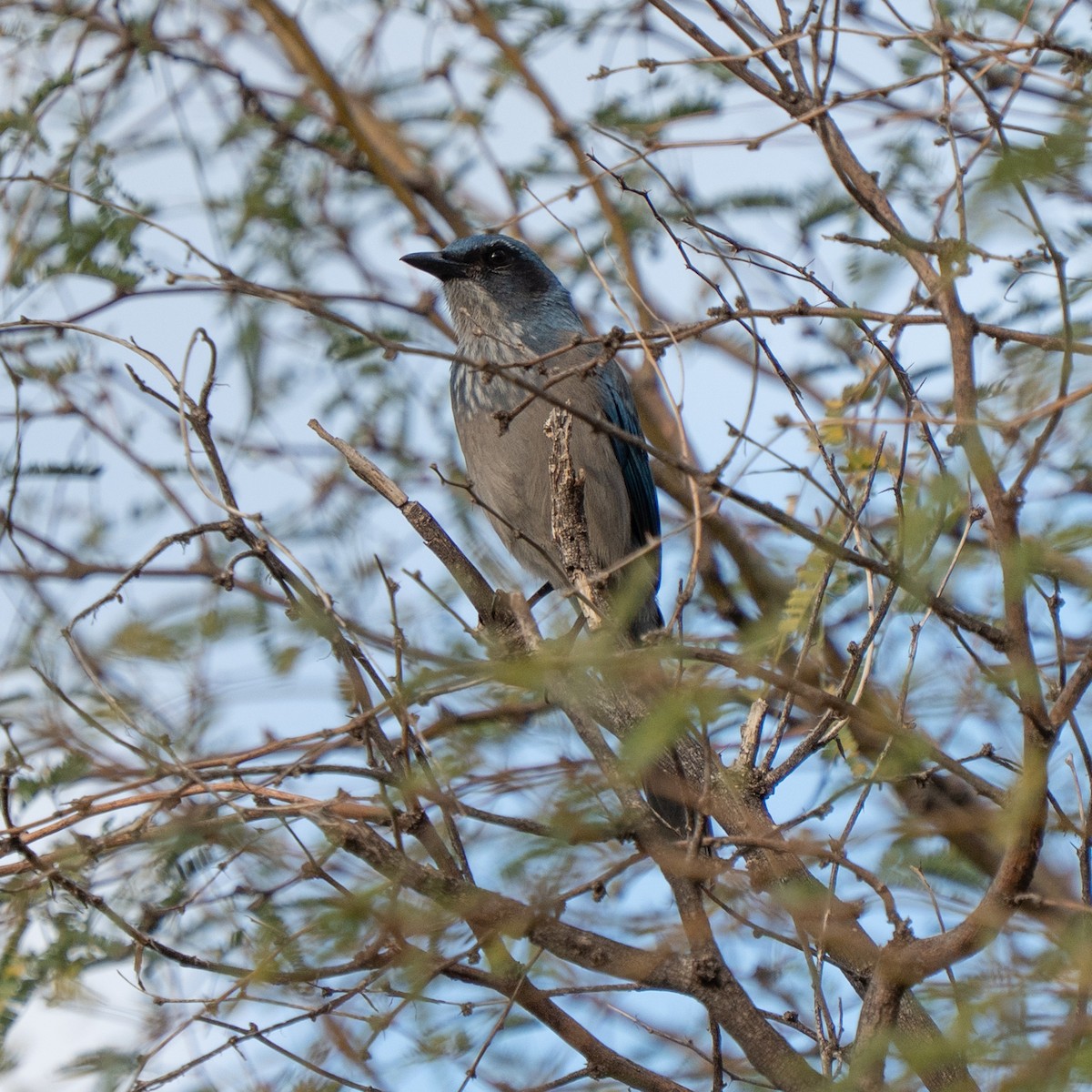 Woodhouse's Scrub-Jay - ML645372200