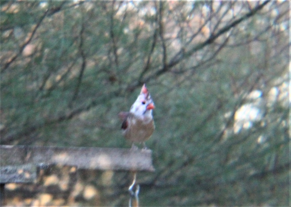 Northern Cardinal - ML645372208