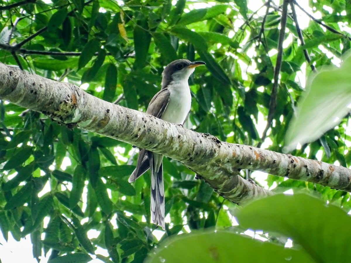 Желтоклювая пиайя - ML645372209