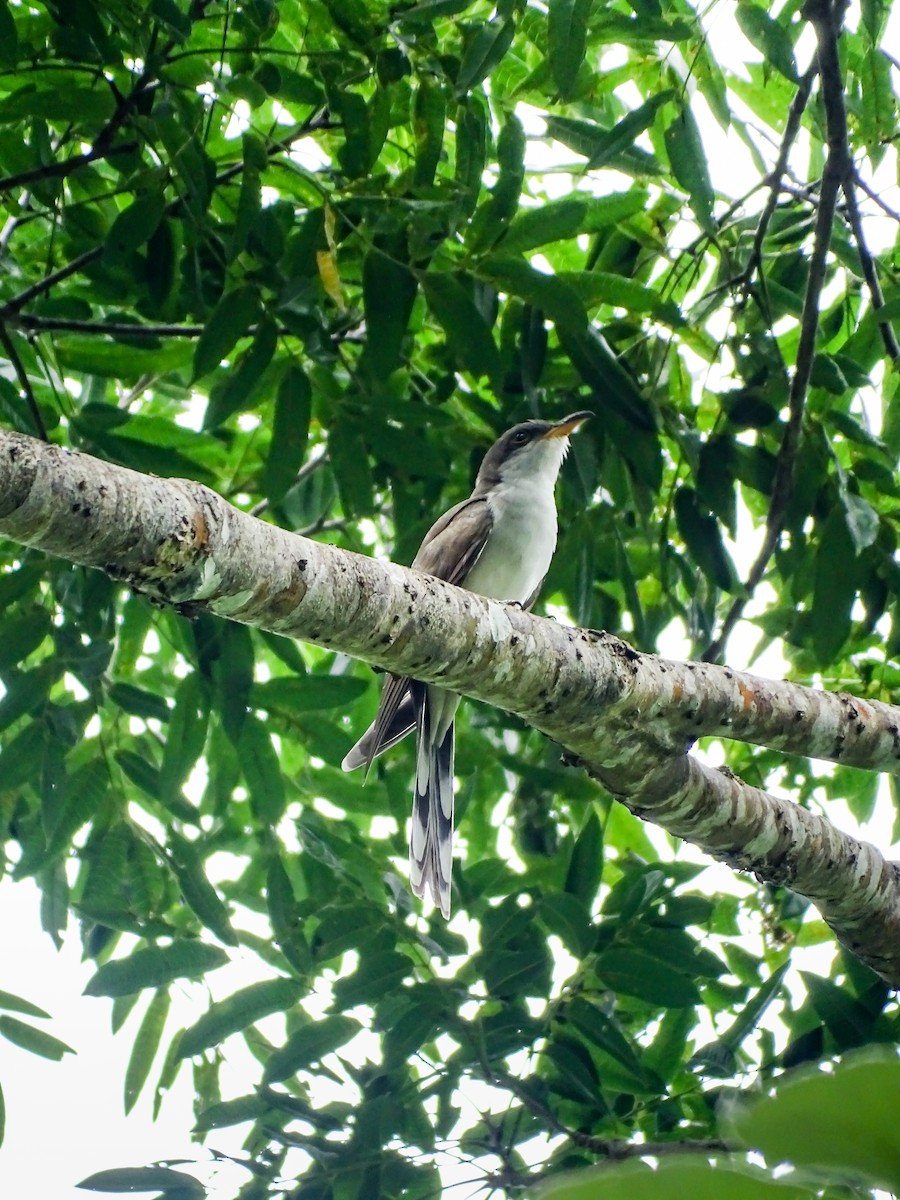 Желтоклювая пиайя - ML645372210