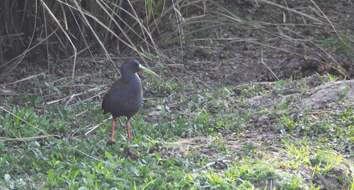 Plumbeous Rail - ML645372212