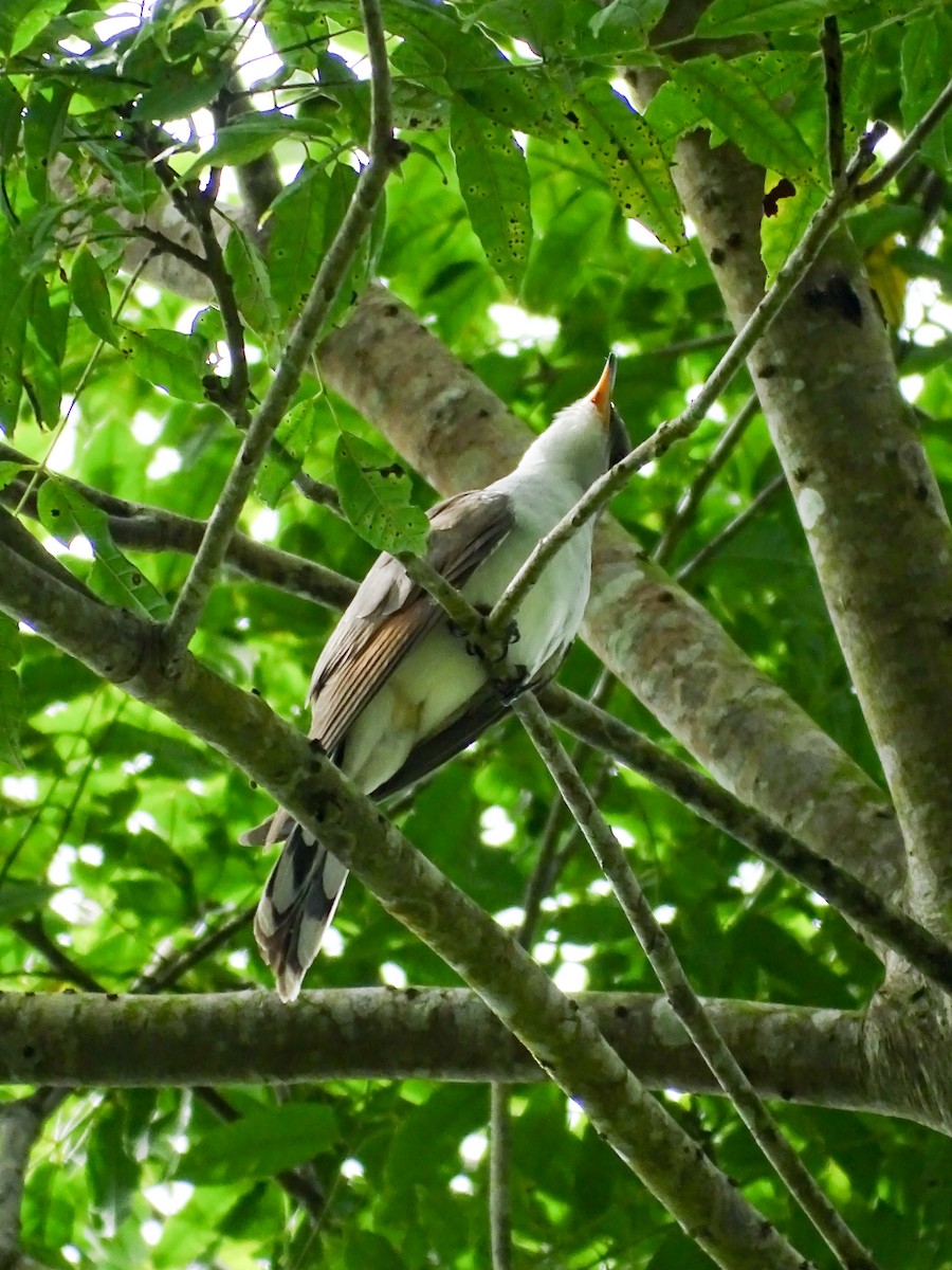 Желтоклювая пиайя - ML645372221